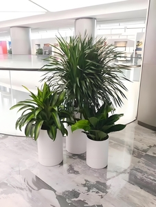 宁波奉化植物出租专业